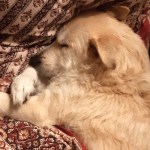 Un chien doré dormant paisiblement sur un lit avec des draps colorés.